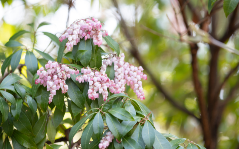 Pink Lily of the Valley Flower - Pink Flowers Name