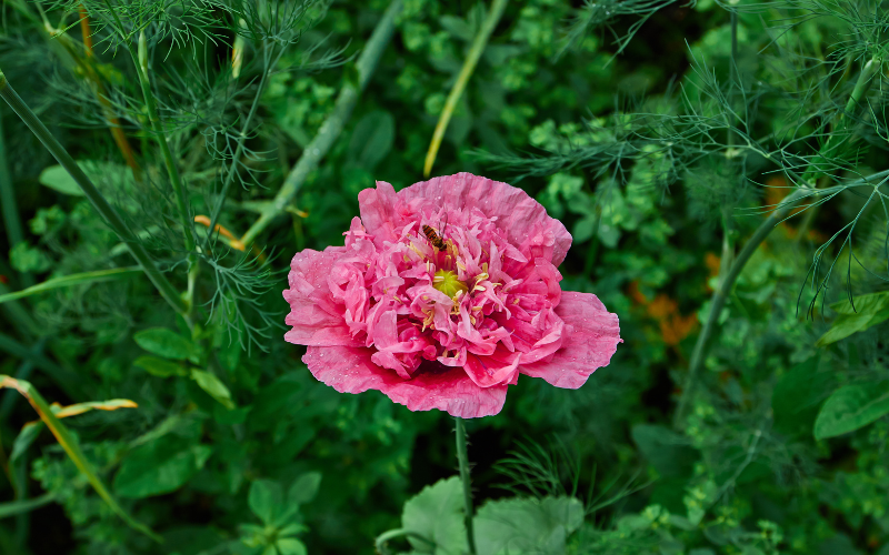 Pink Paeony Poppy Flower - Pink Flowers Name