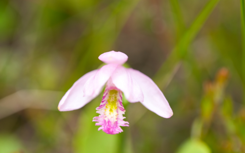 Pogonia Flower - Flowers Name Starting with P