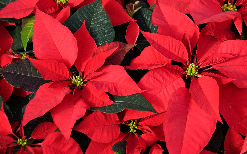 Poinsettia Flower - Flowers Name Starting with P