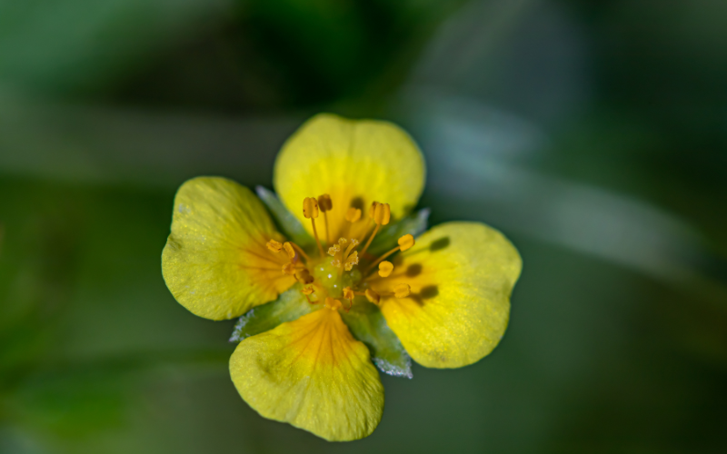 Potentilla Flower - Flowers Name Starting with P