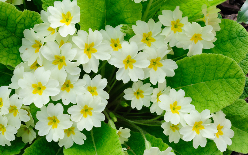 Primrose Flower -  List of French Flower Names