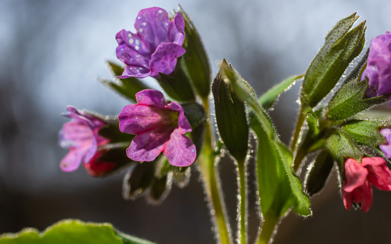 Pulmonaria Flower - Flowers Names Starting with P