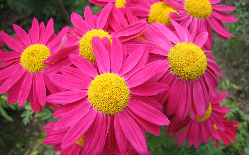 Pyrethrum Flower -  Flowers Name Starting with P