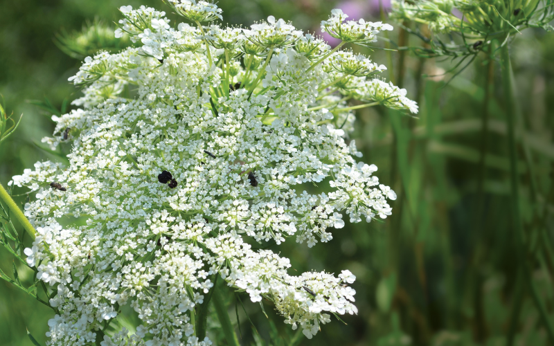 Queen Anne's Lace Flower - Flowers Name Starting with Q