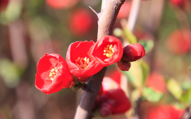 Quince Flower -Flowers Name Starting with Q