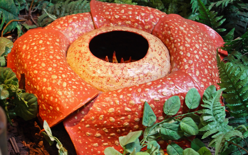 Rafflesia arnoldii flower - Top 10 Biggest Flowers in the World