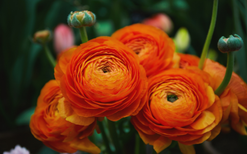 Ranunculus Flower - Orange Flowers Name