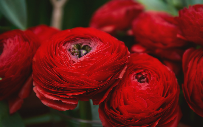 Ranunculus Flower - Flowers That Look Like Roses
