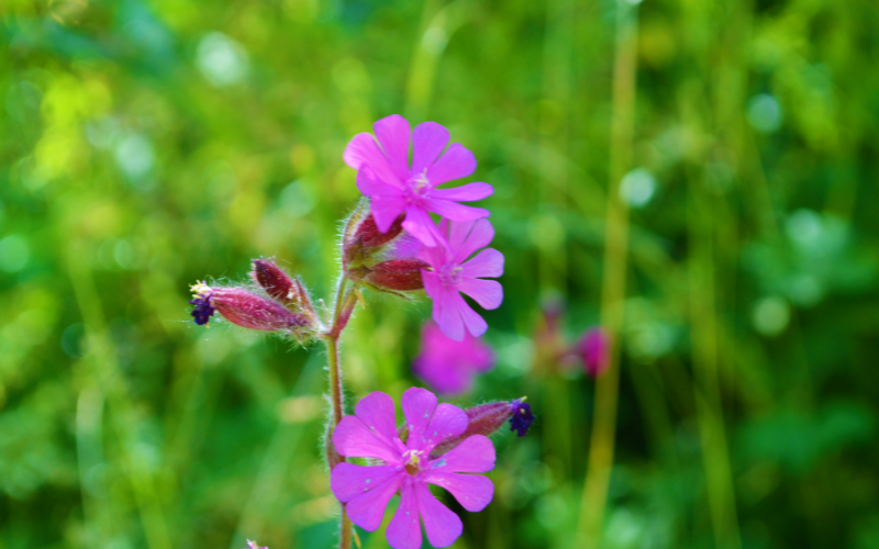 Red Campion Flower - Flowers Names Starting with R