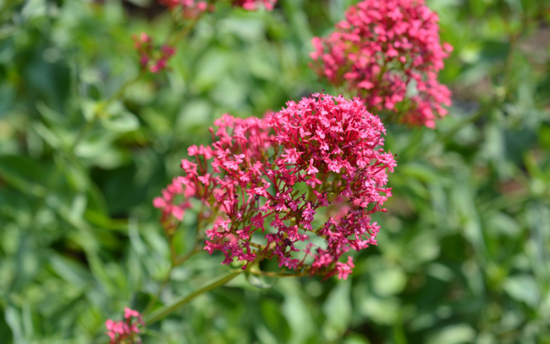 Red Valerian Flower - Flowers Names Starting with R