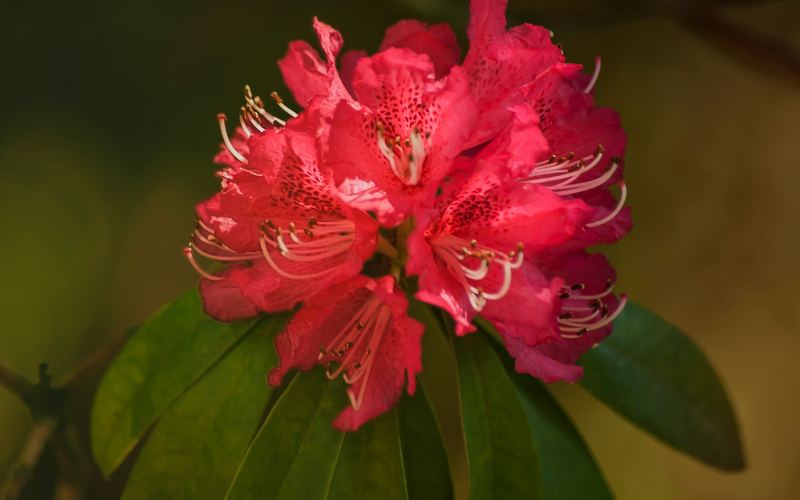 Rhododendron Flower - Flowers Name Starting with R