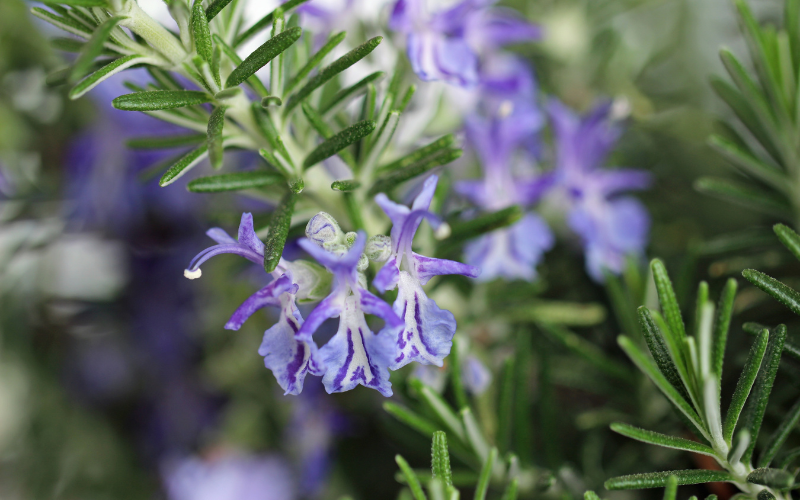 Rosemary Flower - Flowers Name Starting with R