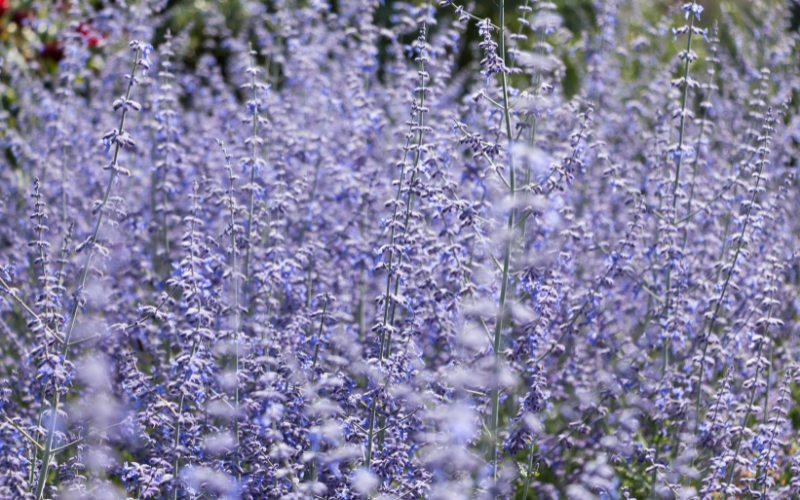 Russian Sage Flower - Flowers Name Starting with R