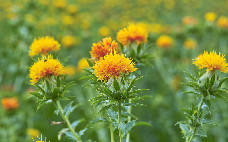 Safflower -Flowers Name Starting with S