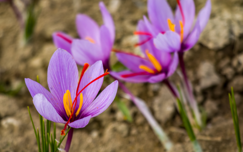 Saffron Crocus Flower - Top 10 Most Expensive Flowers In The World