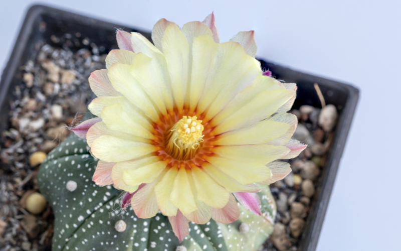 Sand Dollar Cactus Flower - Flowers Name Starting with S