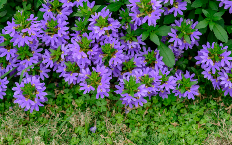Scaevola Flower - Flowers Name Starting with S