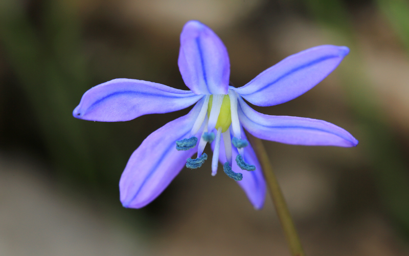 Scilla Flower -  Flowers Name Starting with S