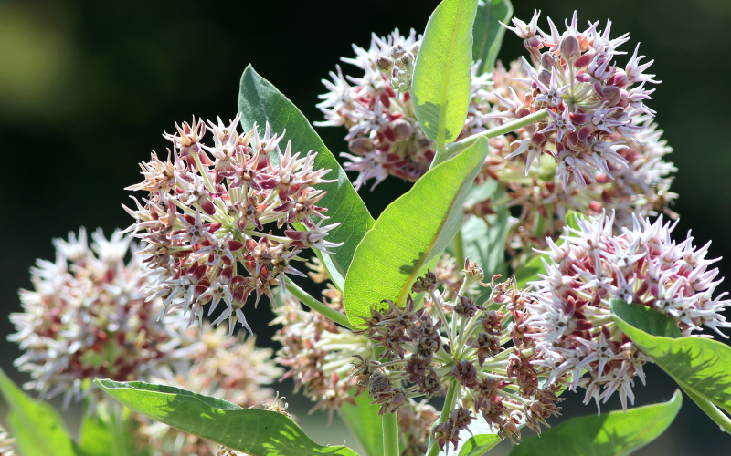 Showy milkweed flower - Flowers Name Starting with S