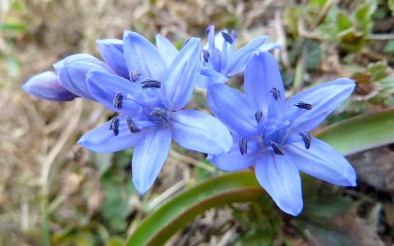  Siberian Squill - Blue Flowers Name