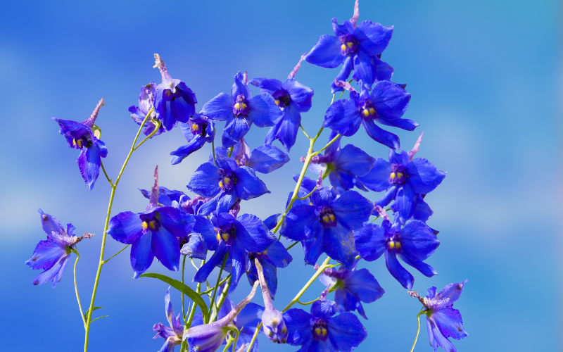 Larkspur Flower - Blue Flowers Name with Pictures
