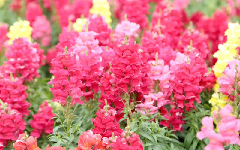 Snapdragon Flower - Pink Flowers Name