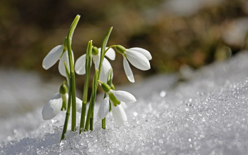 Snowdrop Flower - White Winter Flowers