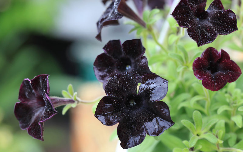 Sophistica Blackberry Petunia Flower - Black Flowers Name
