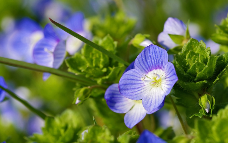 Speedwell Flower- Blue Flowers Name with Pictures
