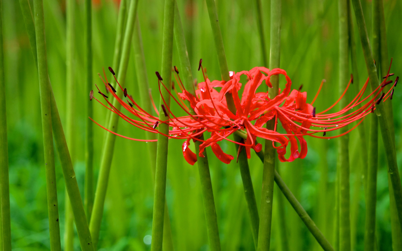 Spider lily Flower - Flowers Name In Japanese and English