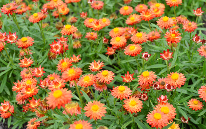 Strawflower - Orange Flowers Name