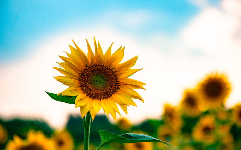 Sunflower Flowers name in Kannada