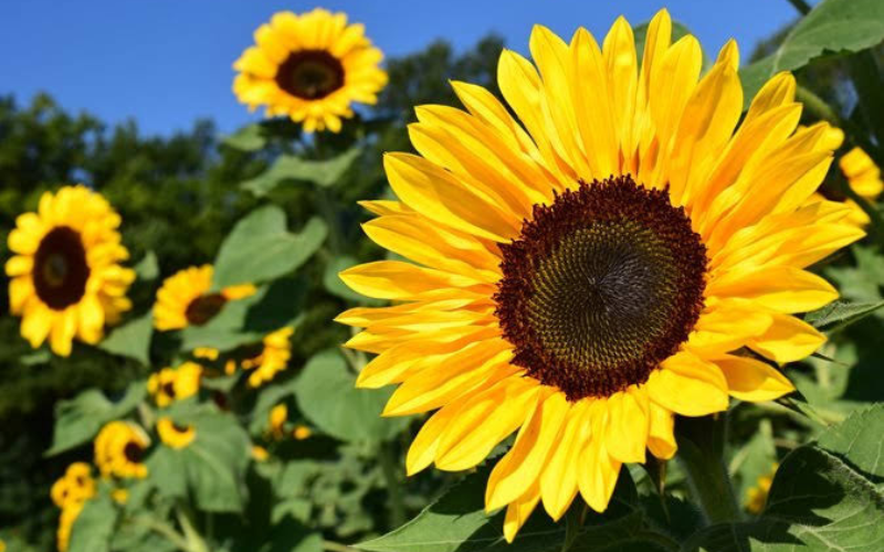 Sunflowers flower - Top 10 Biggest Flowers in the World