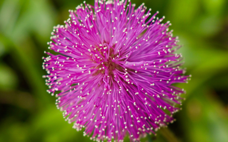 Sunshine Mimosa Flower - Pink Flowers Name
