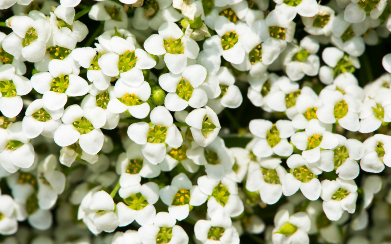 Sweet Alyssum Flower - White Flowers Name