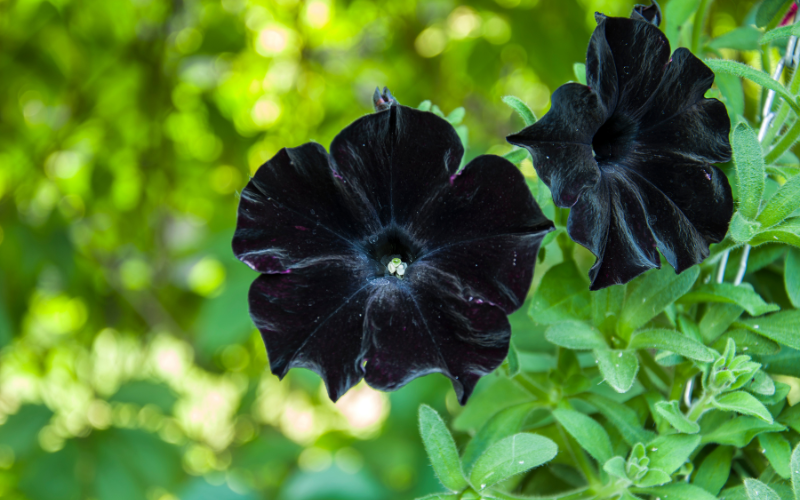 Sweetunia Black Satin Flower - Black Flowers Name