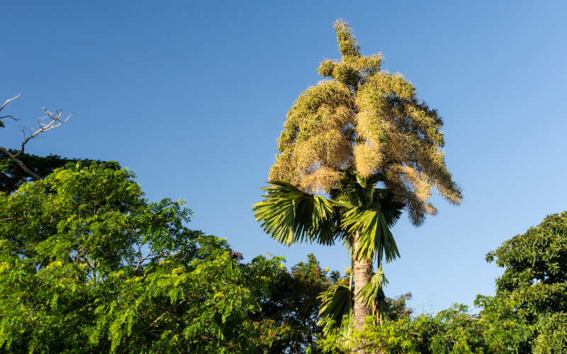 Talipot Palm flower - Top 10 Biggest Flowers in the World