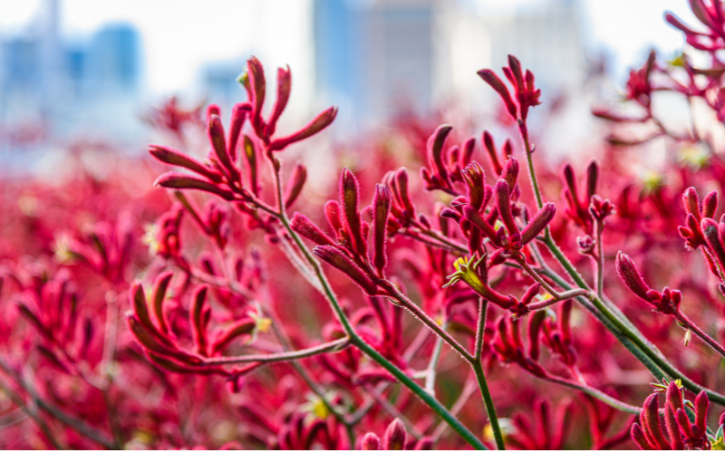 Tall Kangaroo Paw Flower - Flowers Names Starting with T 