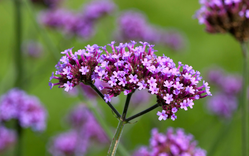 Tall Verbena Flower - Flowers Names Starting with T