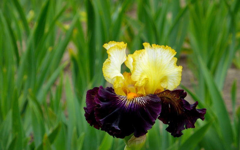 Tall bearded irises Flower - Flowers Names Starting with T