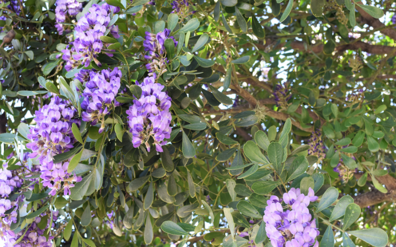 Texas Mountain Laurel Flower - Flowers Names Starting with T 