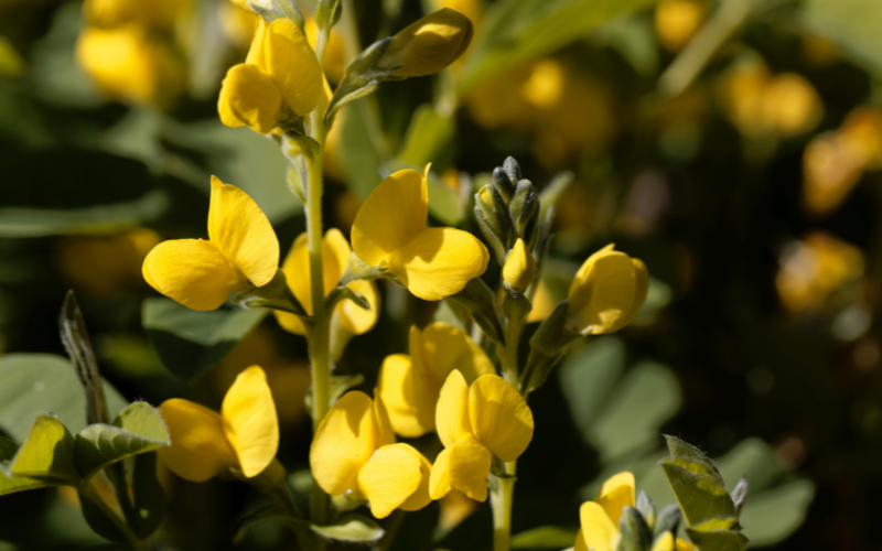 Golden Pea Flower -Flowers Name Starting with G