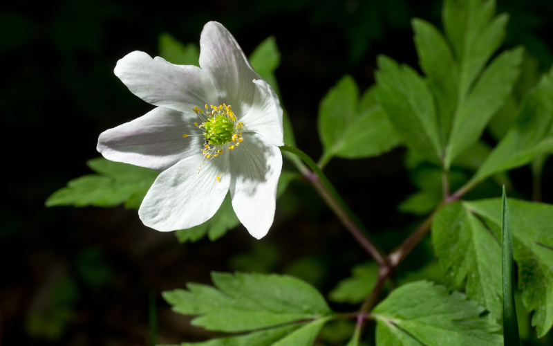 Thimbleweed Flower - Flowers Names Starting with T