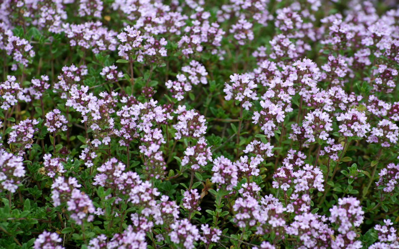 Thyme Flower - Flowers Names Starting with T