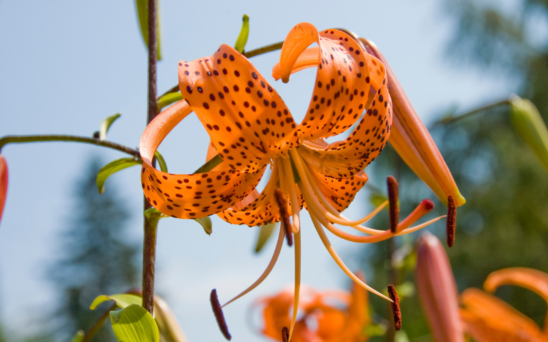 Tiger Lily Flower - Flowers Name Starting with T