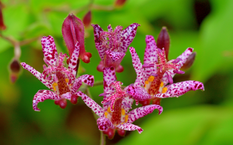 Toad Lily Flower - Flowers Names Starting with T 