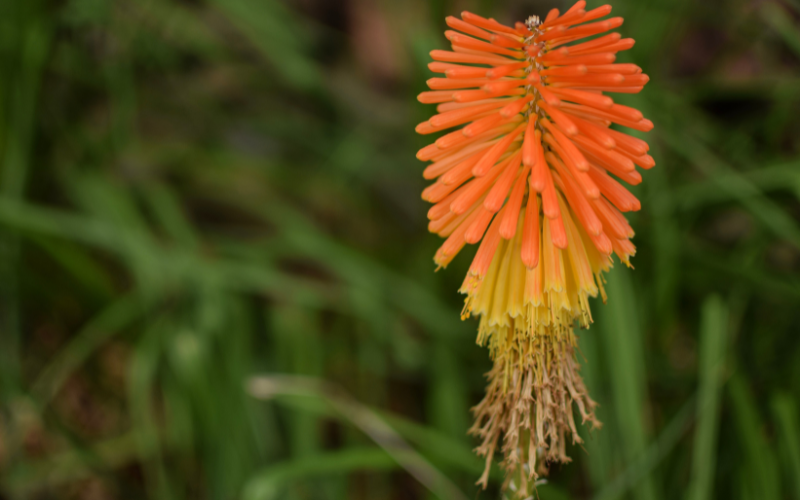 Torch Lily Flower - Orange Flowers Name