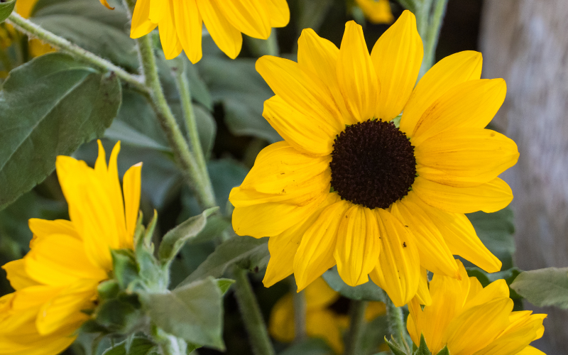 Transvaal Daisy Flower - Flowers That Look Like Sunflowers