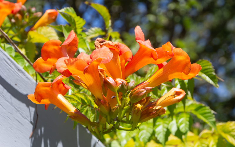 Trumpet Vine Flower - Flowers Name Starting with T